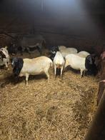 Te koop persianblackheads, Dieren en Toebehoren, Meerdere dieren, Schaap