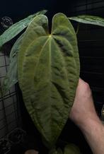 Anthurium Fort Sherman, Kartel Daun (2), Ophalen of Verzenden, Overige soorten, Minder dan 100 cm