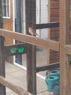 Te koop mei vink., Mannelijk, Wildzangvogel, Geringd