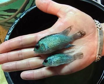 (MOET WEG)Koppel Andinoacara pulcher electric blue acara  beschikbaar voor biedingen
