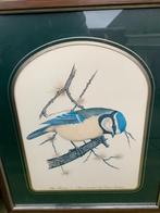 Vintage Bird Print in Frame Blue Titmouse by David Andrews, Antiek en Kunst, Ophalen of Verzenden