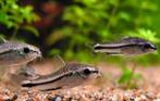 Hobbyaquarium Corydoras Pygmaeus / dwergcorydora, Dieren en Toebehoren, Vissen | Aquariumvissen, Zoetwatervis, Vis