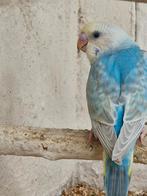 parkiet jonkies baby s grasparkieten vogelkooi voliere, Dieren en Toebehoren, Vogels | Parkieten en Papegaaien, Meerdere dieren