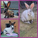 3 mooie voedsters, Dieren en Toebehoren, Vrouwelijk, Groot