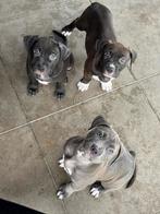 American Bully XXL Dual Ch. Bloedlijn volledig healt tested!, Nederland, Rabiës (hondsdolheid), 8 tot 15 weken, Meerdere