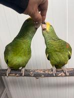 Dubbele geelkop Amazone handtam, Dieren en Toebehoren, Vogels | Parkieten en Papegaaien, Meerdere dieren, Papegaai, Geringd