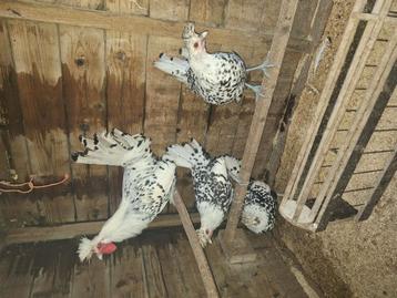 Kwartet appenzeller spitskuif kippen  beschikbaar voor biedingen