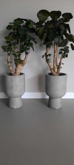 Twee grote Polyscias Fabian planten in pot, Ophalen, In pot, Halfschaduw, Minder dan 100 cm