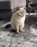VERMIST- kat- Britse korthaar- Nieuwegein, Dieren en Toebehoren, Poes