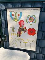 Schoolplaten Bloem / bloeiwijze, Ophalen of Verzenden, Natuur en Biologie