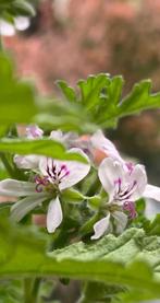 Diverse grote bio kamerplanten prachtige bloesem bloempotten, Huis en Inrichting, Overige soorten, In pot, Minder dan 100 cm, Bloeiende kamerplant