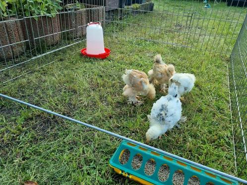 Brahma kuikentjes, Dieren en Toebehoren, Pluimvee, Kip, Meerdere dieren