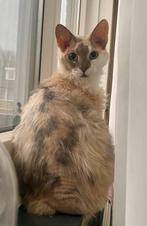 Muska–Sara – een Devon Rex-mix zoekt haar nieuwe thuis!, Dieren en Toebehoren, Poes, Gechipt, 3 tot 5 jaar