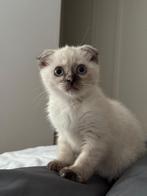 Lieve sociale britse korthaar kitten zoekt een nieuw thuis, Dieren en Toebehoren, Katten en Kittens | Raskatten | Korthaar, Kater