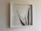 2 Ingelijste posters - cactussen - Ikea Ribba Lijst, Ophalen, Zo goed als nieuw, Minder dan 50 cm, 50 tot 75 cm