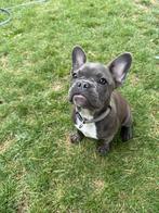 Franse bulldog met alle vaccinaties, België, Particulier, Rabiës (hondsdolheid), 15 weken tot 1 jaar