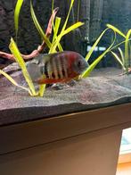 Heros severum rotkeil 2x, Vis