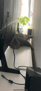Britse korthaar, Dieren en Toebehoren, Kater