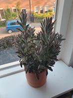 Pandaplant - Kalanchoe tomentosa, Huis en Inrichting, Kamerplanten, Overige soorten, Minder dan 100 cm, Groene kamerplant, Halfschaduw