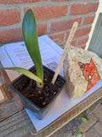 Poederkwast plant, Ophalen, Overige soorten, Minder dan 100 cm, Bloeiende kamerplant