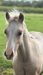 Zeer knap NRPS hengstje, Dieren en Toebehoren, Minder dan 160 cm, Met stamboom, Dressuurpaard, 0 tot 2 jaar
