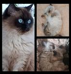Prachtige grote ragdoll kittens sealpoint, Dieren en Toebehoren, Katten en Kittens | Raskatten | Langhaar, Meerdere dieren, Ontwormd