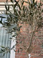 Een nieuwe en mooie olijfboom, 100 tot 250 cm, Olijfboom, Zomer, Ophalen