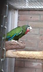 Cuba amazone, Dieren en Toebehoren, Vogels | Parkieten en Papegaaien, Geslacht onbekend, Papegaai, Geringd