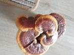 beeld canoderma lucidum lingzi paddenstoel nieuw, Nieuw, Ophalen
