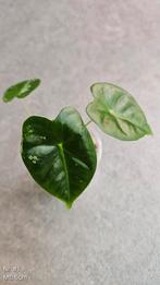 Alocasia Frydek Variegata #1, Ophalen of Verzenden, Overige soorten, Minder dan 100 cm