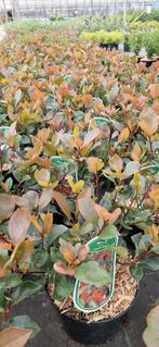 Photinia little red robin pot 17cm, Tuin en Terras, Planten | Bomen, Ophalen, Zomer, Halfschaduw, 100 tot 250 cm