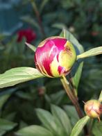 Te koop prachtig pioenrozen bloemen, Overige soorten, Volle zon, Vaste plant, Ophalen of Verzenden