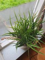 Sanseveria., Ophalen