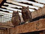Broedkoppels Afrikaanse Oehoe | Bewezen koppels, Dieren en Toebehoren, Meerdere dieren, Roofvogel, Geringd