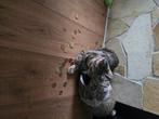 Half bengaalse kittens, Dieren en Toebehoren, Katten en Kittens | Raskatten | Korthaar, Meerdere dieren, Ontwormd, 0 tot 2 jaar