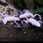 Hymenochirus boetgeri, Dieren en Toebehoren, Reptielen en Amfibieën, Schildpad, 0 tot 2 jaar