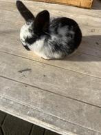 6 konijnen te koop, Dieren en Toebehoren, Konijnen, Meerdere dieren, Middelgroot, 0 tot 2 jaar