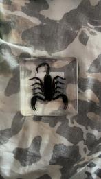 Opgezette Schorpioen in Hars, Verzamelen, Verzenden, Nieuw, Insect, Opgezet dier