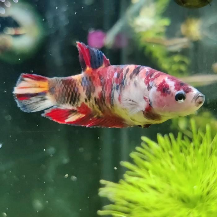 Betta splendens vrouw, Dieren en Toebehoren, Vissen | Aquariumvissen, Vis