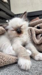 3 lieve Ragdoll katertjes, Dieren en Toebehoren, Katten en Kittens | Raskatten | Langhaar, Kater, Gechipt
