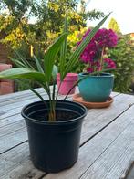 Trachycarpus Fortunei Palmboom, Tuin en Terras, Ophalen of Verzenden, Zomer, Vaste plant, Volle zon