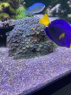 Zeeaquariumkoraal Zoa Palyrhoa te koop, Vis, Zoutwatervis