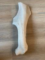 Reuzenhert Megaloceros Gewei Fossiel, Verzamelen, Ophalen of Verzenden, Fossiel