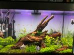 Ciano aquarium h80xb56xd37, Ophalen, Gebruikt, Leeg aquarium