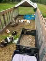 Konijnen, baby konijnen en cavia’s te koop, Dieren en Toebehoren, Ophalen, Nieuw, Overige typen