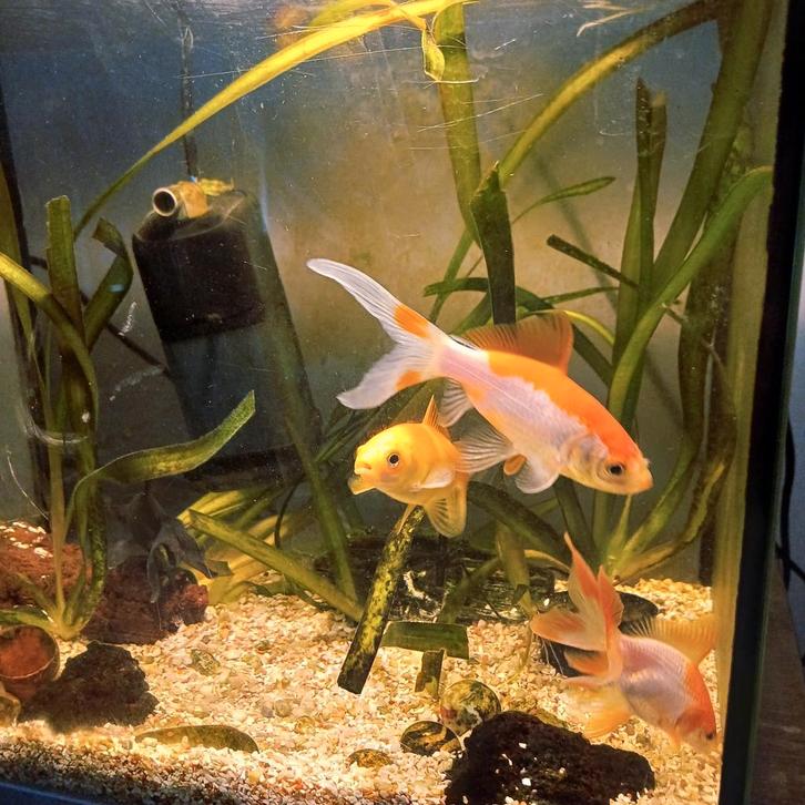 Goudvissen, Dieren en Toebehoren, Vissen | Aquariumvissen, Vis