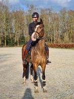 Unieke Allround Merrie (12 jr) met bewezen fokwaarde, Dieren en Toebehoren, Paarden, Merrie, Gechipt, Dressuurpaard, L