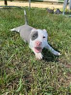 2 laatste super knappe Amerikaanse stafford pups !, Dieren en Toebehoren, Honden | Jack Russells en Terriërs, Rabiës (hondsdolheid)