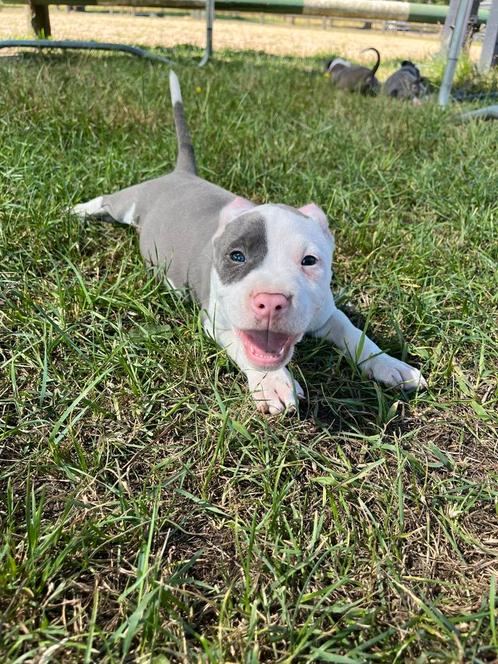 2 laatste super knappe Amerikaanse stafford pups !, Dieren en Toebehoren, Honden | Jack Russells en Terriërs, Meerdere dieren