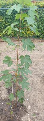 Prachtige esdoorn boom bomen, Ophalen